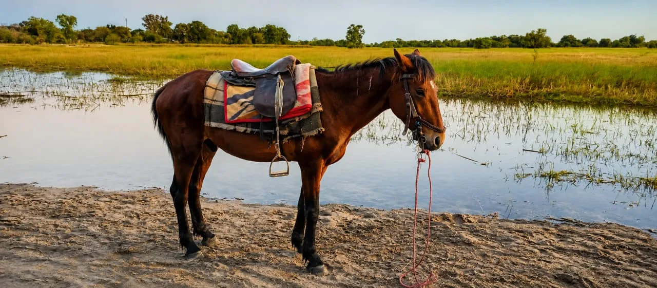 Land Mokoro. The Delta horse in service as it transports in land and on  delta waters of the great Okavango river.